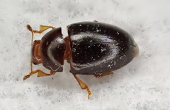 Pseudischyrus extricatus