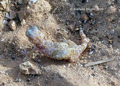 Stenodactylus sthenodactylus