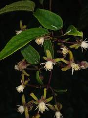 Clematis hedysarifolia