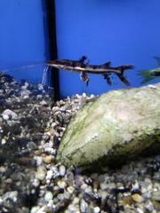 Pseudoplatystoma