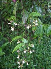 Clematis hedysarifolia