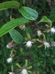 Clematis hedysarifolia