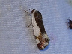 Acontiinae