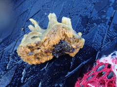 Hymeniacidon perlevis