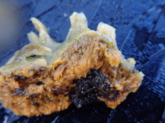 Hymeniacidon perlevis