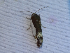 Acontiinae
