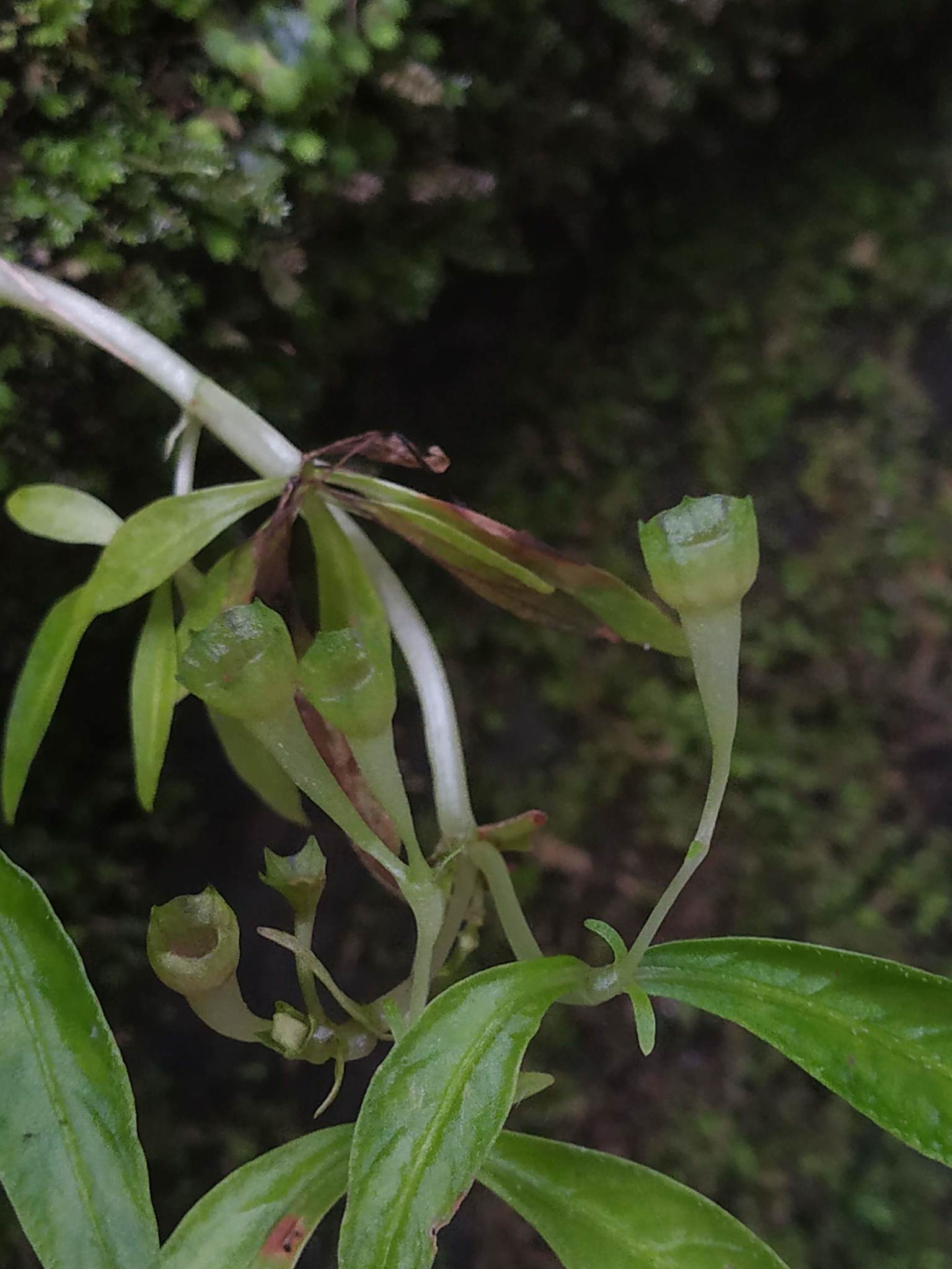 Argostemma verticillatum