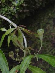 Argostemma verticillatum