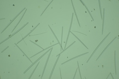 Hymeniacidon perlevis