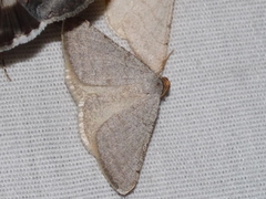 Taeniogramma tenebrosata