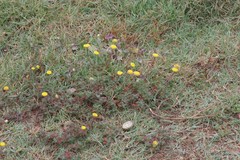 Cotula discolor