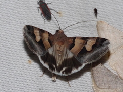 Drasteria pallescens