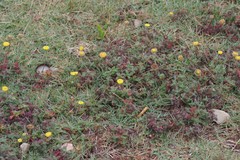 Cotula discolor