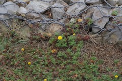 Cotula discolor