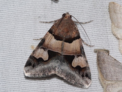 Drasteria pallescens