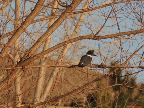 Belted Kingfisher photographed in Colorado