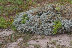 Achyranthemum argenteum