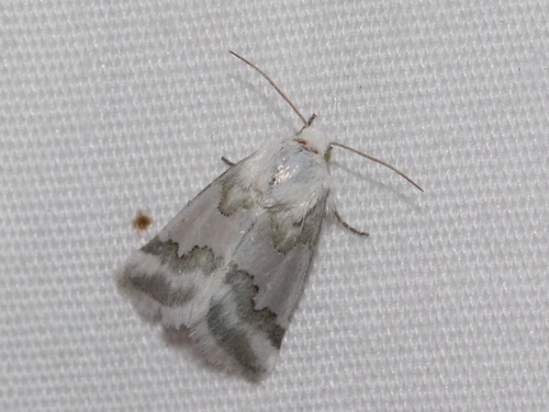 Hulst's Flower Moth photo 4
