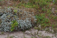 Achyranthemum argenteum