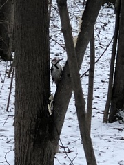 Dendrocopos leucotos