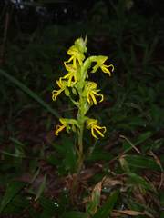 Habenaria marginata
