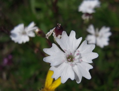 Heliosperma alpestre