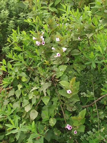 Argyreia elliptica (Argyreia elliptica)