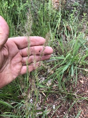 Ectrosia agrostoides