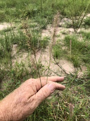 Ectrosia agrostoides