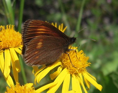 Erebia eriphyle