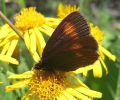 Erebia eriphyle