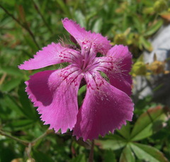 Dianthus alpinus
