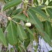 Syzygium forte potamophilum - Photo (c) Zig, algunos derechos reservados (CC BY-NC-ND), uploaded by Zig