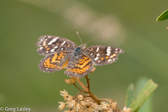 Phyciodes picta