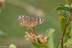 Phyciodes picta