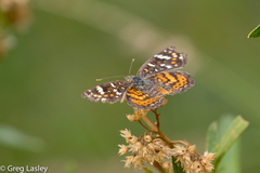 Phyciodes picta