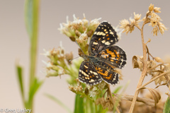 Phyciodes picta