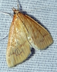 Framinghamia helvalis