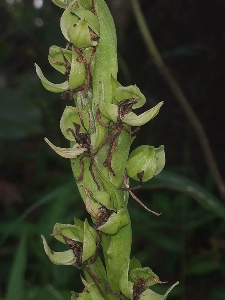 Habenaria digitata