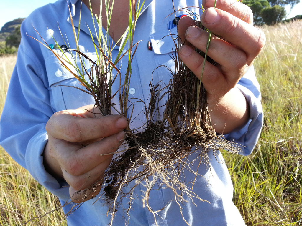 Loudetia filifolia
