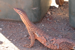 Varanus panoptes rubidus