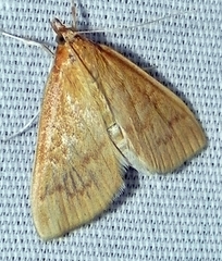 Framinghamia helvalis