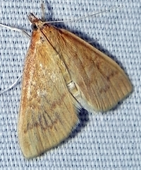 Framinghamia helvalis