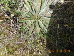 Eryngium serra