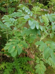 Melianthus