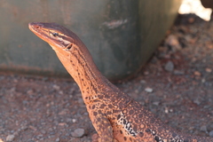 Varanus panoptes rubidus