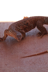 Varanus panoptes rubidus