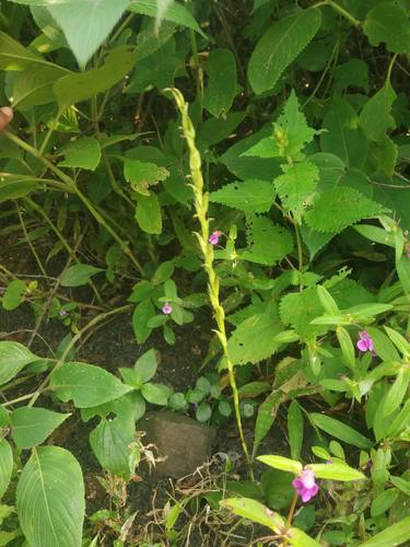 Short-leaved habenaria (Habenaria brachyphylla)