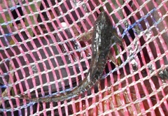 Whiptail Catfish photo 2