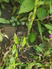 Habenaria brachyphylla